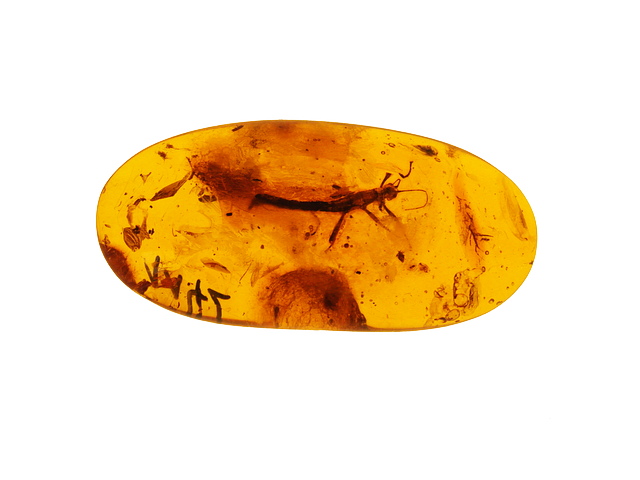 amber with insect inclusion